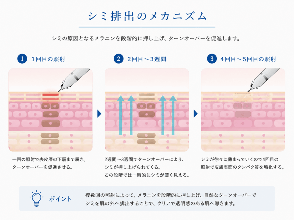 シミ排出のメカニズム